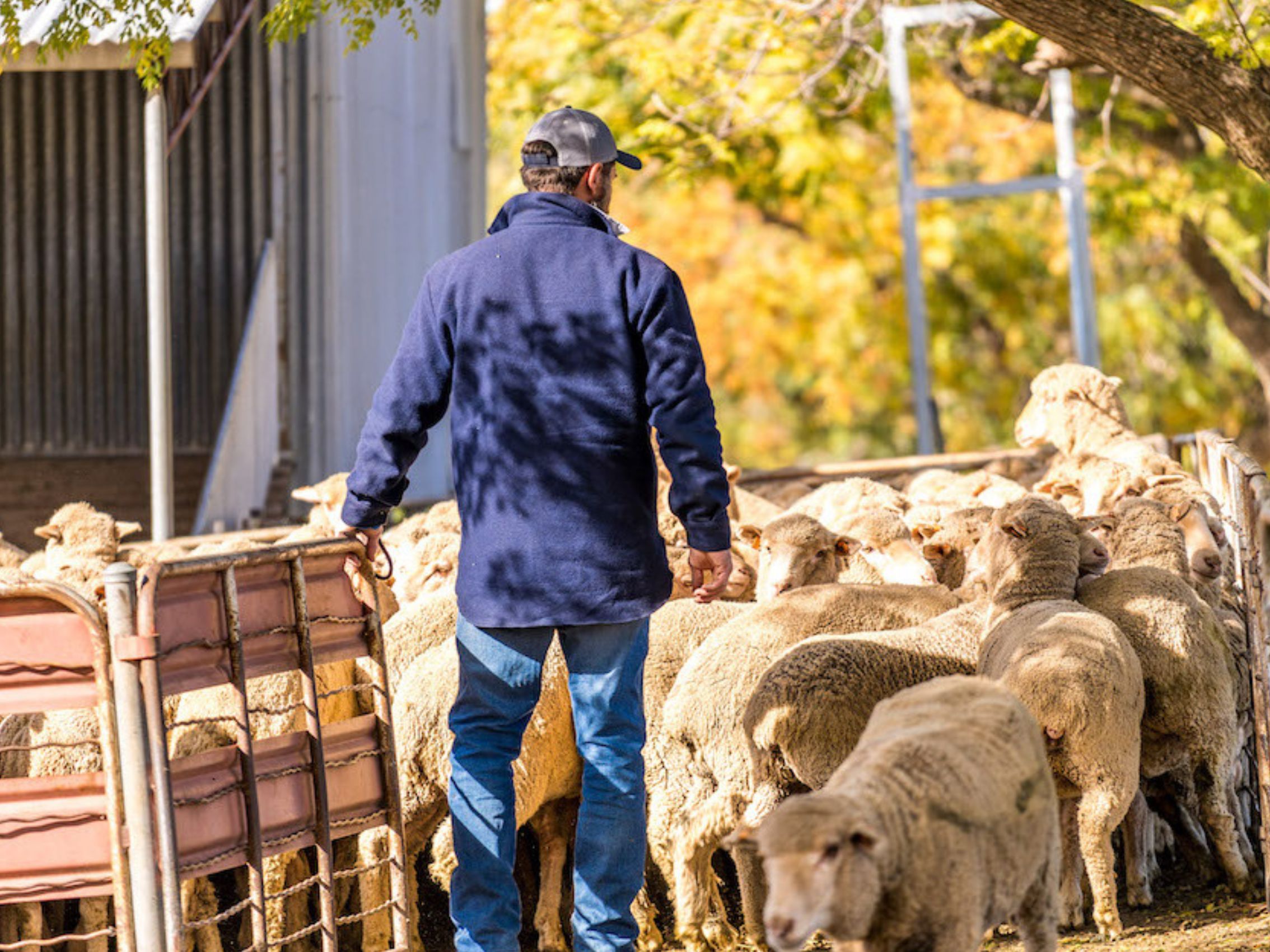 Farmer in yard with sheep  on a sunny autumn day.